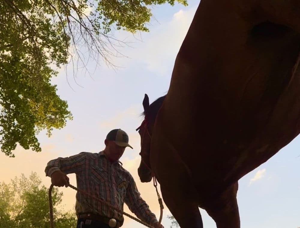 A person in a plaid shirt and cap holding a lead rope beside a horse, against an evening sky.
