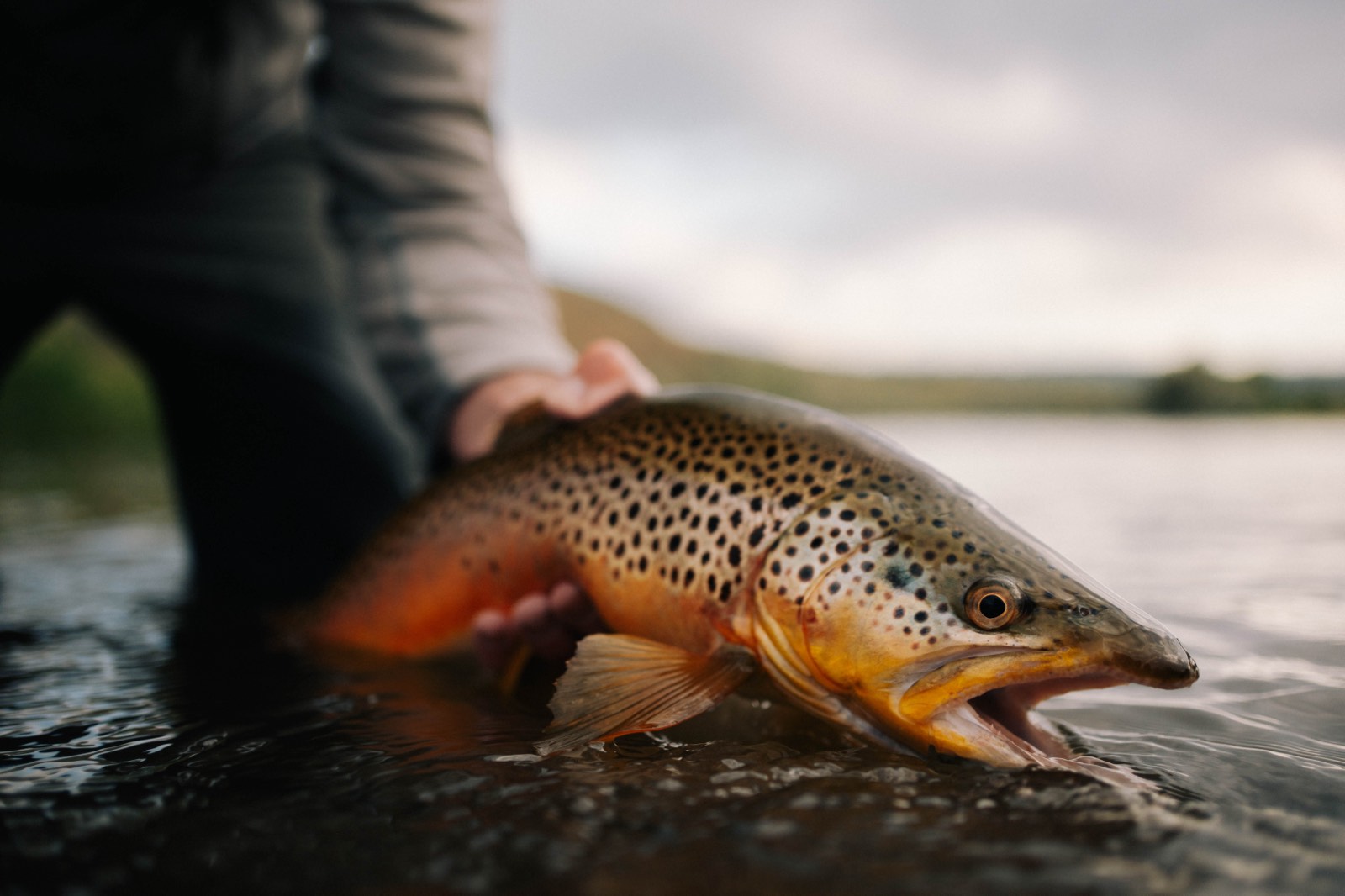 A brown trout held at the surface of a river, its spotted flank and orange fin lit against a pale sky